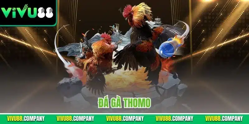 Đá gà Thomo