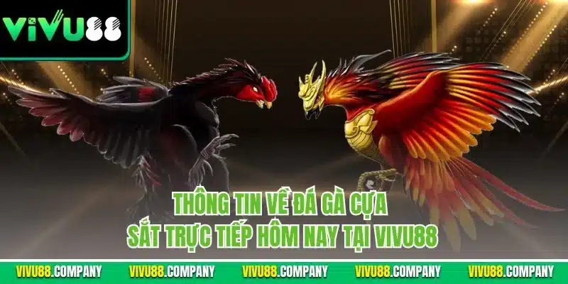 Thông tin về đá gà cựa sắt trực tiếp hôm nay tại Vivu88